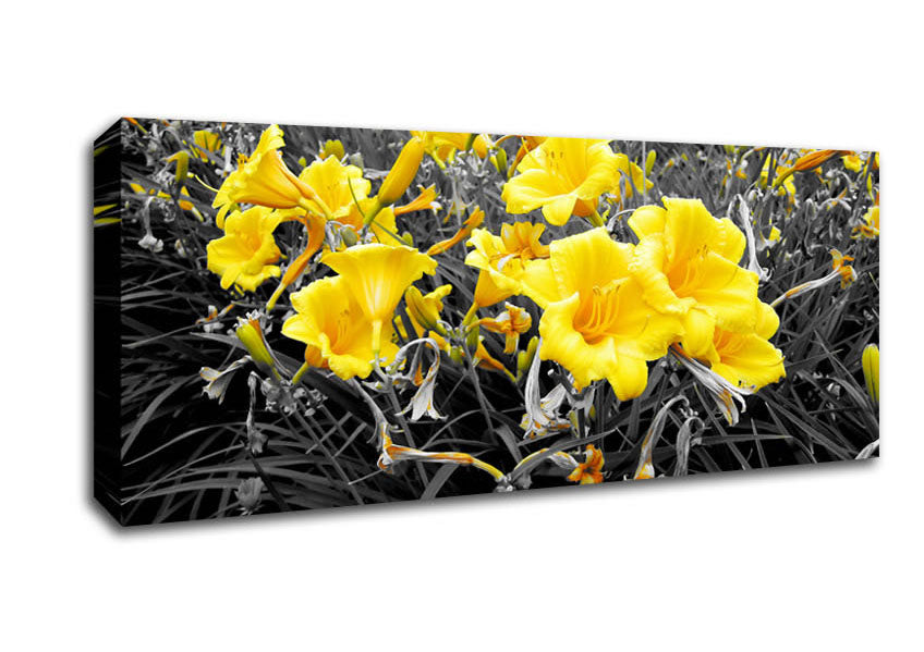Picture of Yellow Trumpet Flowers On B n W Panoramic Canvas Wall Art