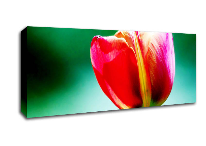 Picture of Single Pink Tulip Panoramic Canvas Wall Art