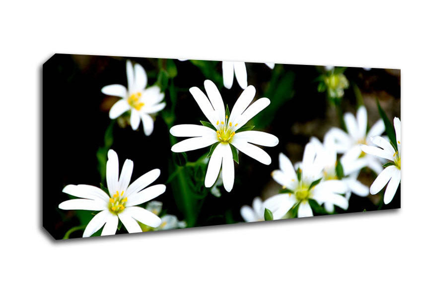 Picture of White Garden Daisies Panoramic Canvas Wall Art