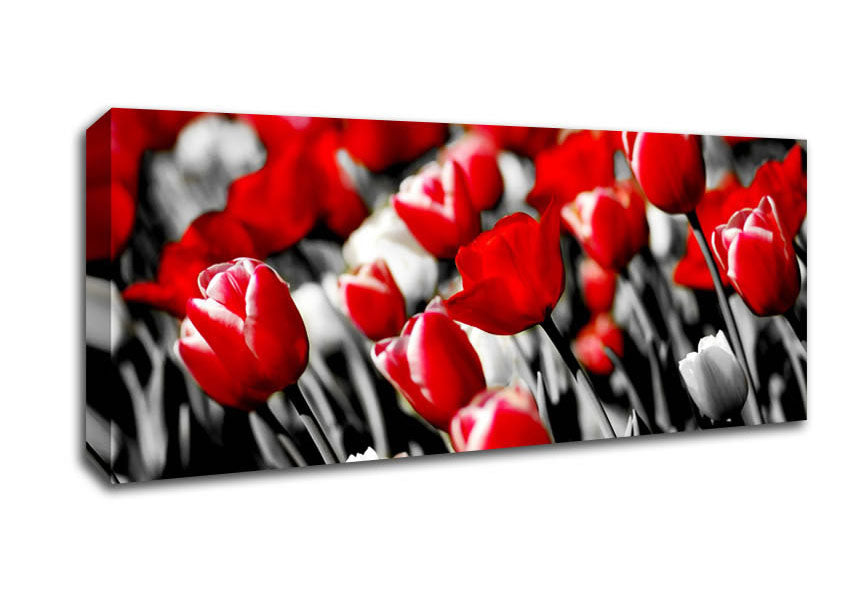 Picture of Red Tulips On B n W Panoramic Canvas Wall Art