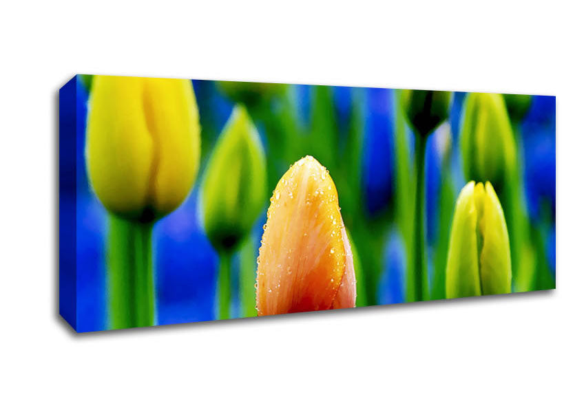 Picture of Yellow Tulips In A Blue Field Panoramic Canvas Wall Art