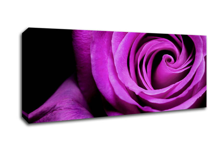 Picture of Purple Velvet Rose Panoramic Canvas Wall Art