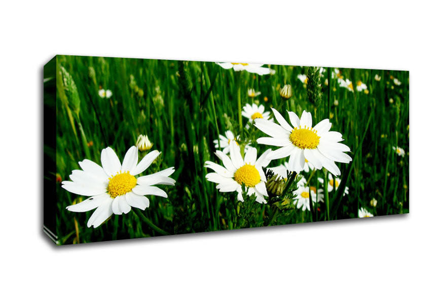 Picture of White Daisy Field Amongst The Grass Panoramic Canvas Wall Art