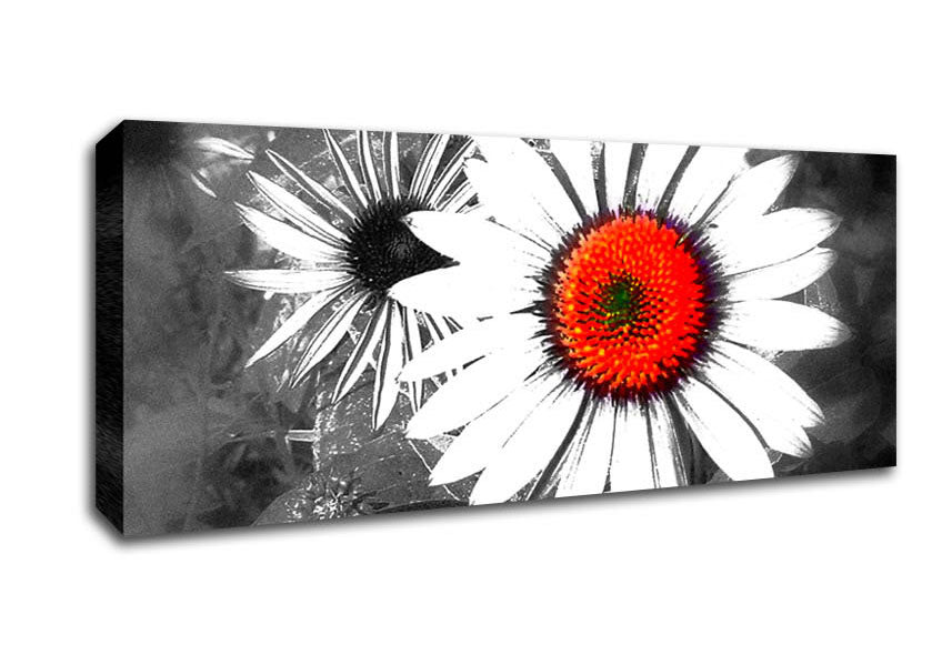 Picture of Daisy Centre Panoramic Canvas Wall Art