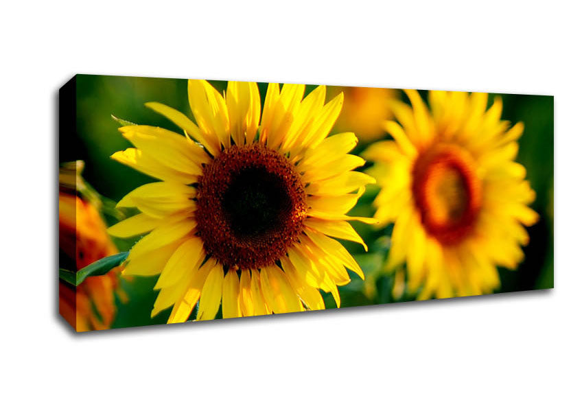 Picture of Sunflower Duo Panoramic Canvas Wall Art