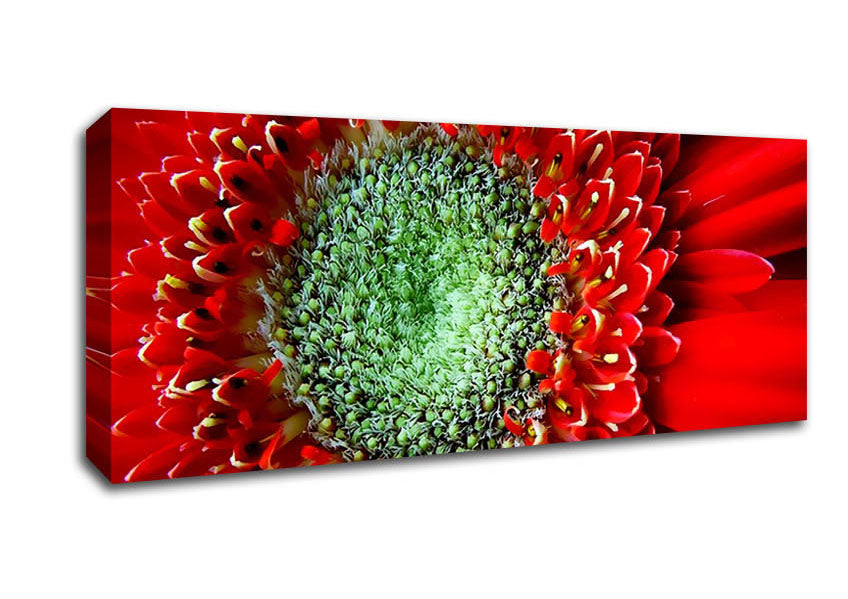 Picture of Red Gerbera Green Centre Close-Up Panoramic Canvas Wall Art