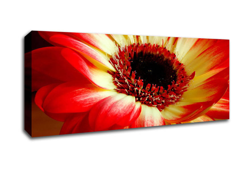 Picture of Red Daisy Petals Panoramic Canvas Wall Art