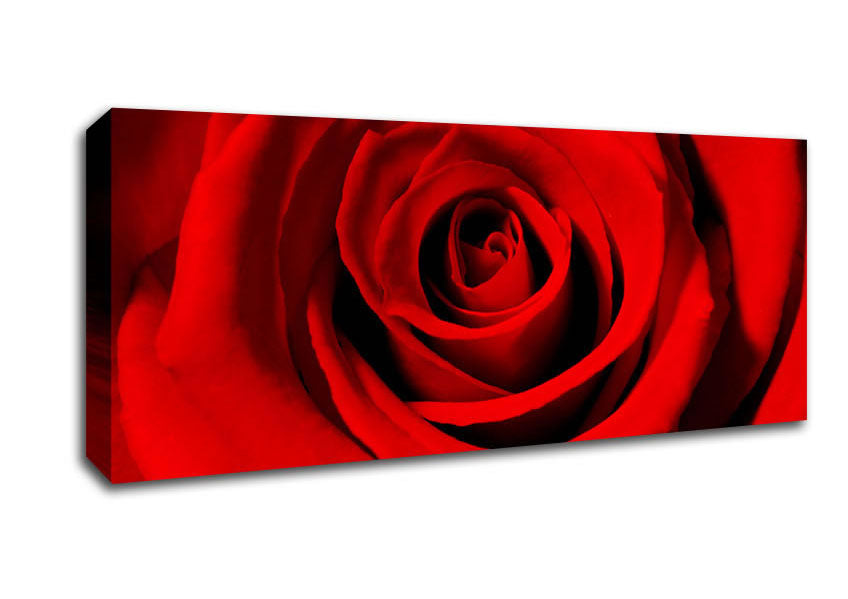 Picture of Close-Up Of The Soft Red Rose Panoramic Canvas Wall Art