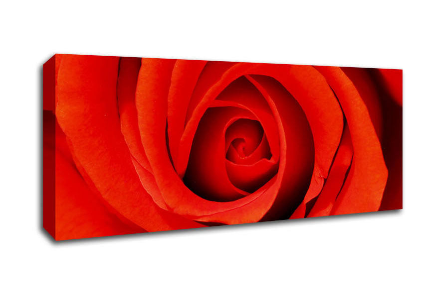 Picture of Close-Up Of A Beautiful Rose Panoramic Canvas Wall Art