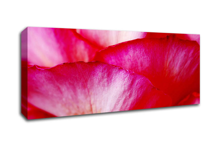 Picture of The Waves Of A Pink Flower Panoramic Canvas Wall Art