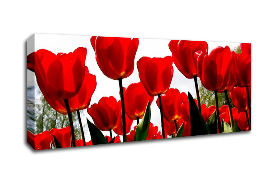 Picture of Red Tulip Galore Panoramic Canvas Wall Art