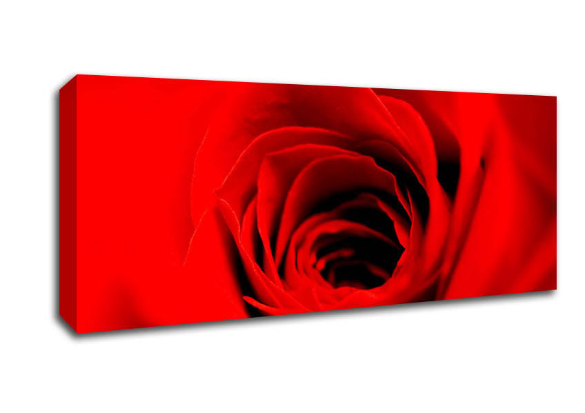 Picture of Soft Red Rose Close-Up Panoramic Canvas Wall Art