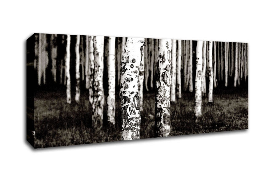 Picture of Mountains Quakies Forest Panoramic Canvas Wall Art