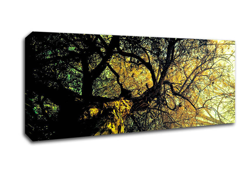 Picture of Ancient Tree Panoramic Canvas Wall Art