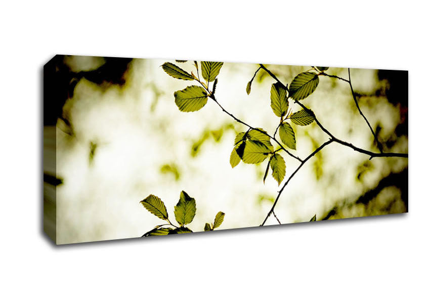 Picture of Twigs With Green Leaves Panoramic Canvas Wall Art
