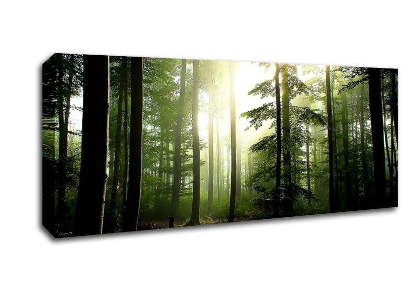 Picture of Coniferous Forest Panoramic Canvas Wall Art
