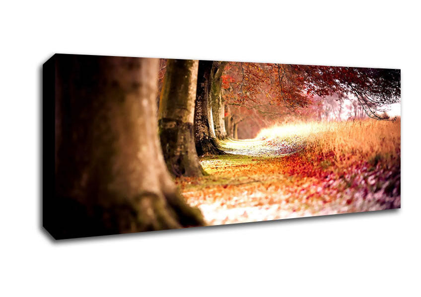 Picture of Beech Autumn Trees Panoramic Canvas Wall Art