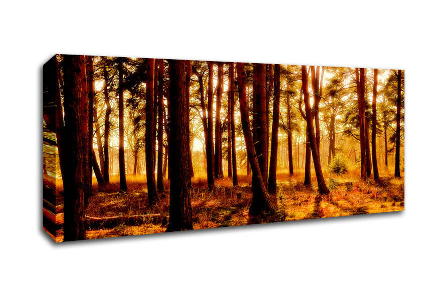 Picture of Woodlands Morning Shadows Panoramic Canvas Wall Art