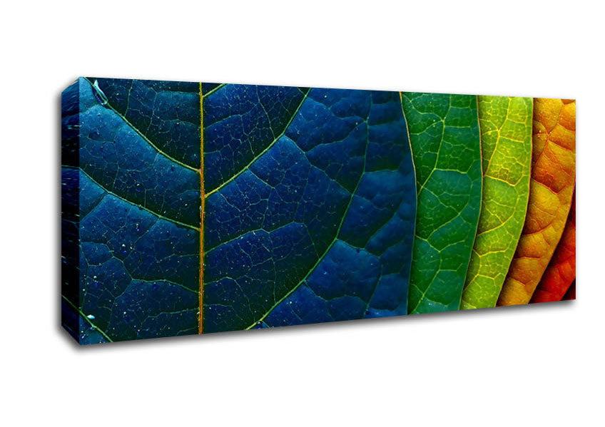 Picture of Colourful Leaves Panoramic Canvas Wall Art