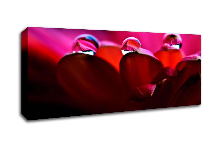 Picture of Dew On Petals Macro Panoramic Canvas Wall Art