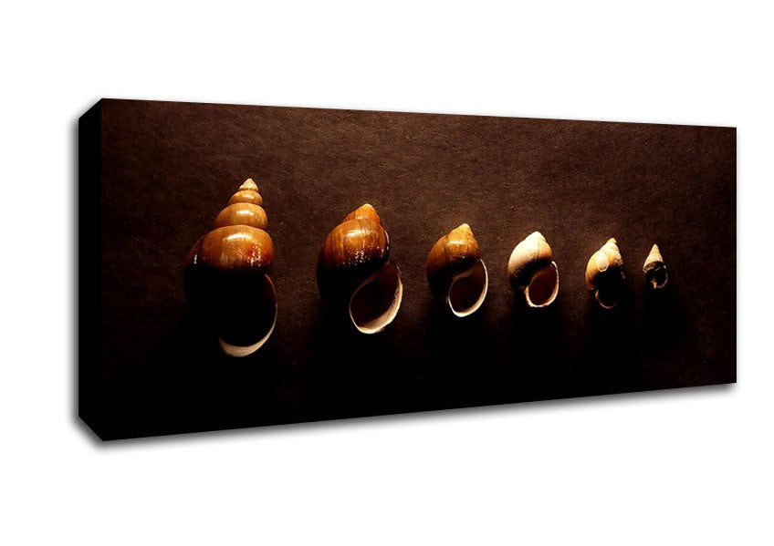 Picture of Snail Shells Panoramic Canvas Wall Art