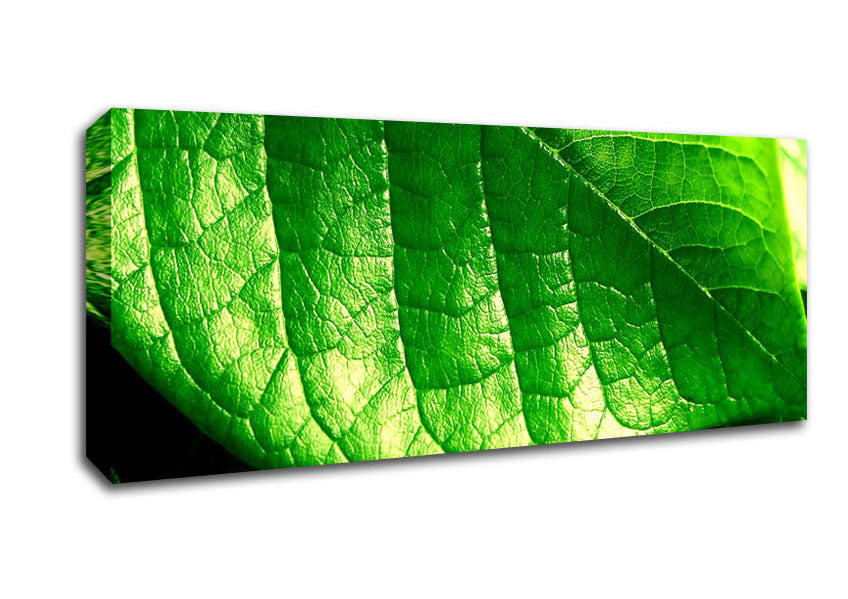 Picture of Veins Of A Leaf Panoramic Canvas Wall Art