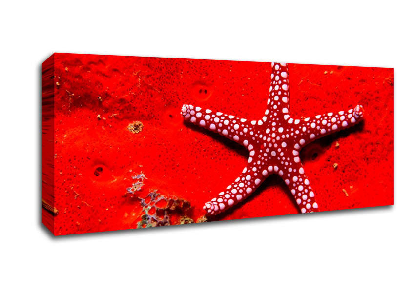 Picture of Red Starfish Panoramic Canvas Wall Art