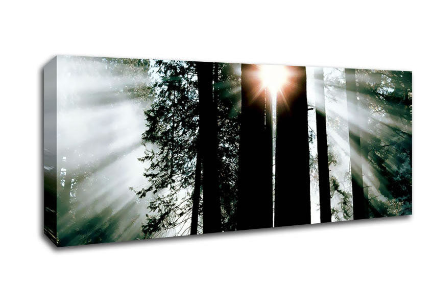 Picture of Sun Through The Trees Panoramic Canvas Wall Art