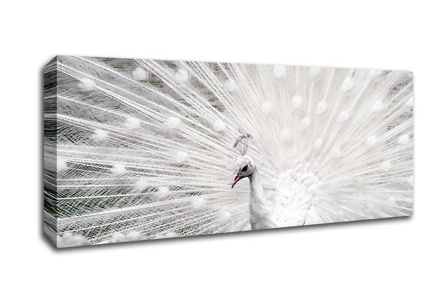 Picture of White Peacock Panoramic Canvas Wall Art
