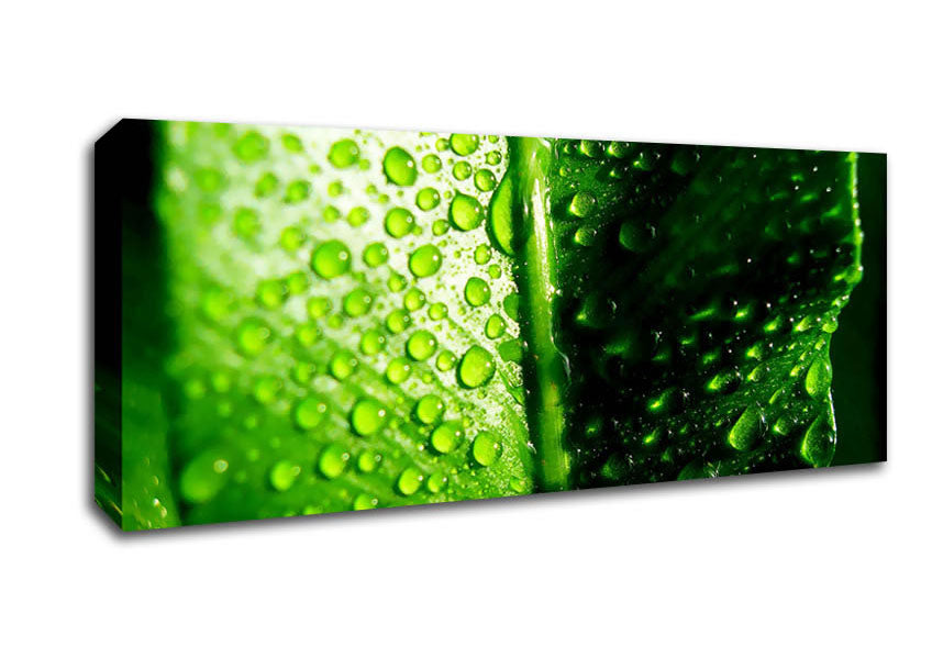 Picture of Green Leaf Dew Drop Panoramic Canvas Wall Art