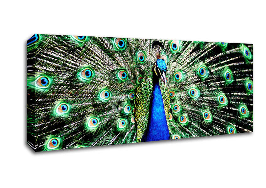 Picture of Stunning Peacock Feathers Panoramic Canvas Wall Art