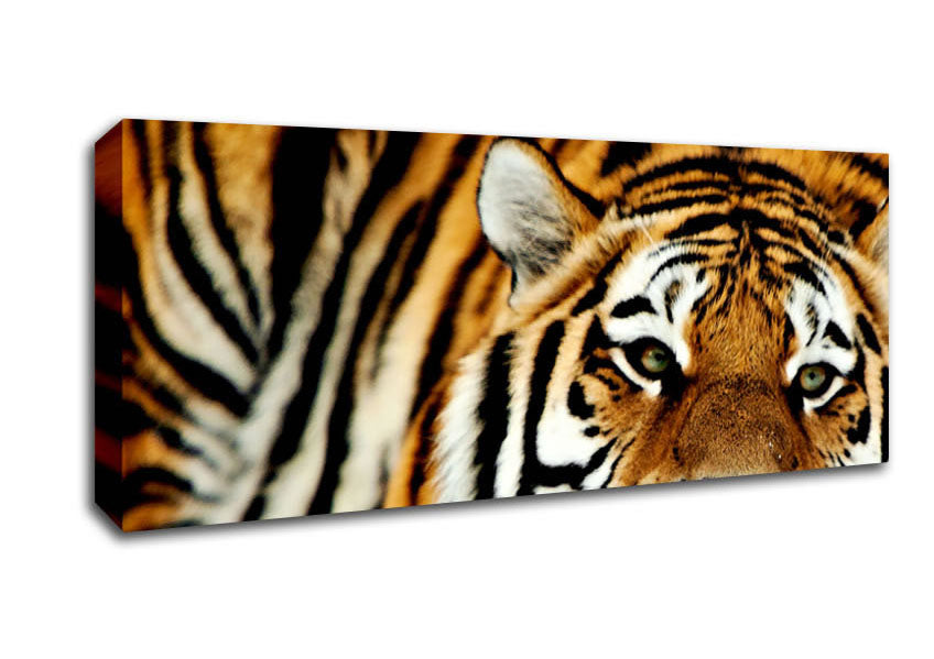 Picture of Tiger Snow Nose Panoramic Canvas Wall Art