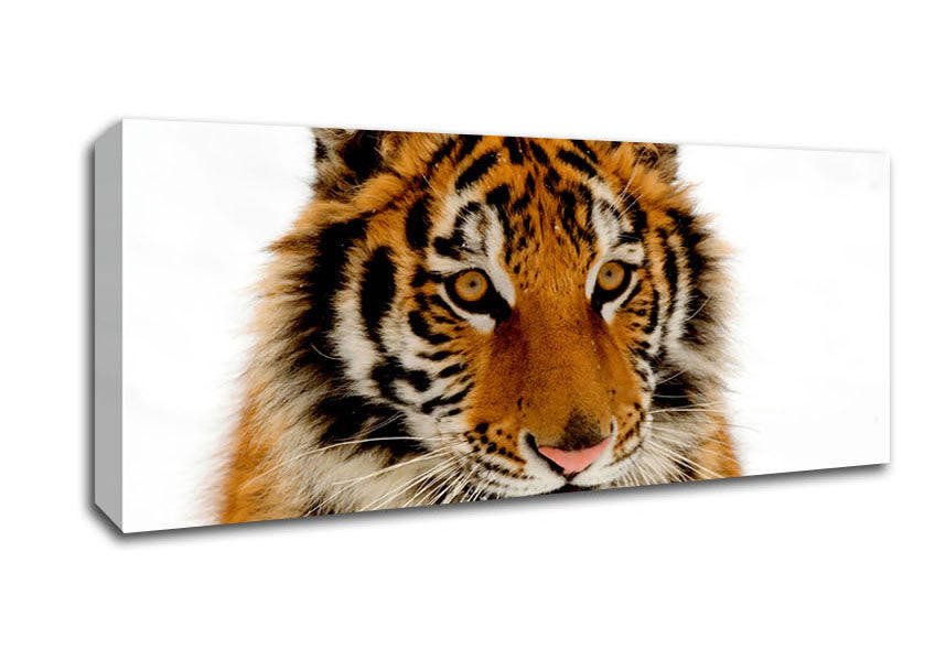 Picture of Tiger Stare Panoramic Canvas Wall Art