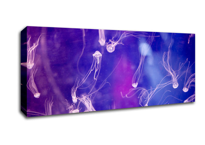 Picture of Tiny Jellyfish Panoramic Canvas Wall Art