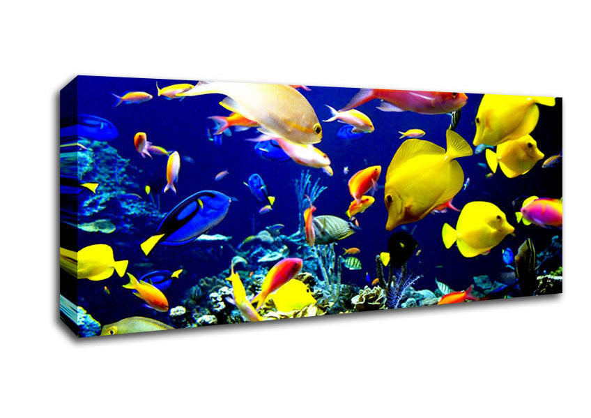 Picture of Tropical Fish Underwater Panoramic Canvas Wall Art