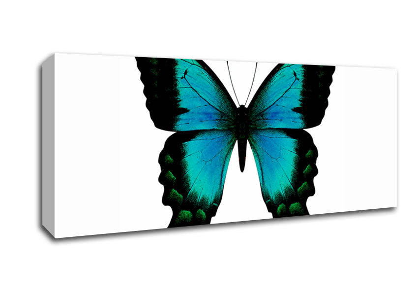 Picture of Turquoise Butterfly Wings Panoramic Canvas Wall Art