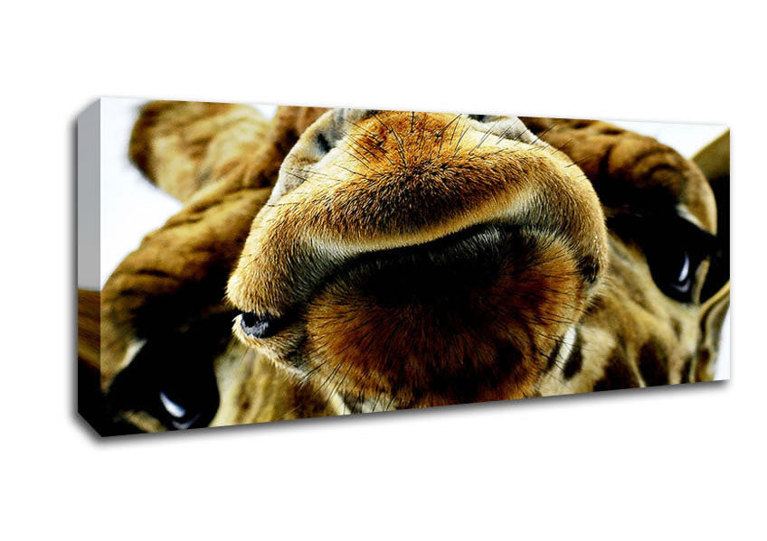 Picture of What Are You Looking At Giraffe Panoramic Canvas Wall Art