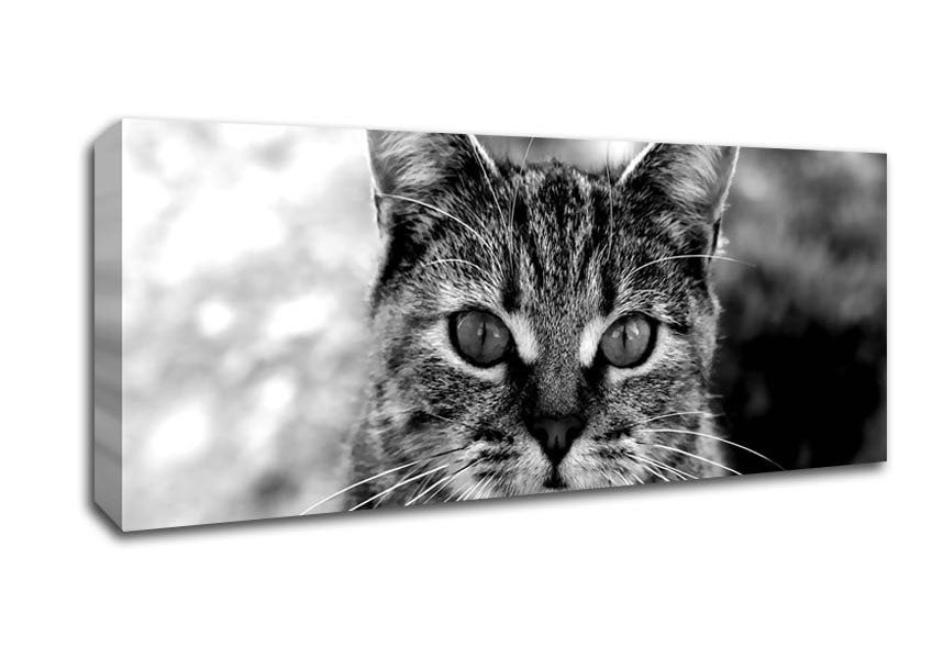 Picture of Whiskers Panoramic Canvas Wall Art