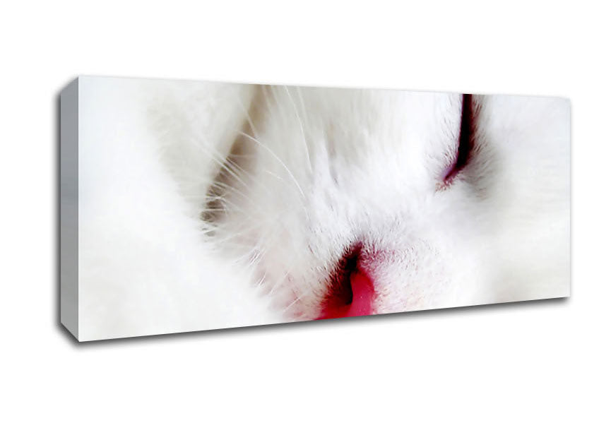 Picture of White Fluffy Cat Panoramic Canvas Wall Art