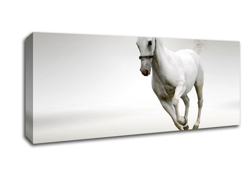 Picture of White Horse Running Panoramic Canvas Wall Art