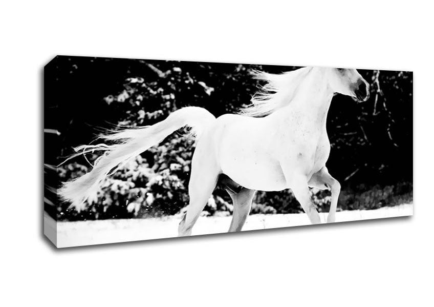 Picture of White Stallion Trot Panoramic Canvas Wall Art