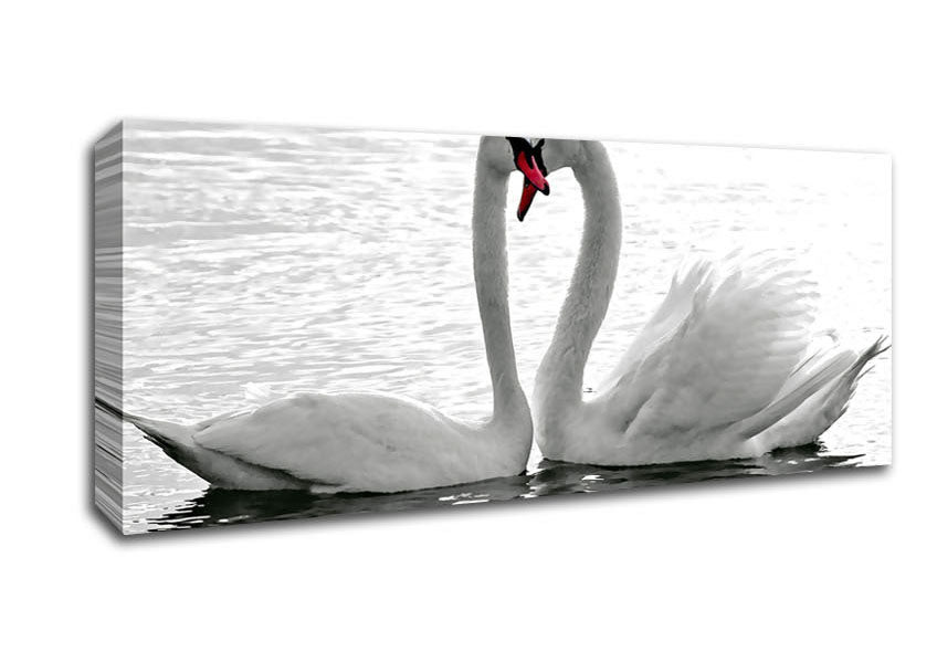 Picture of White Swans 2 Panoramic Canvas Wall Art