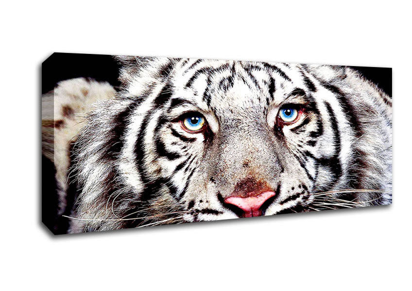 Picture of White Tiger Face Panoramic Canvas Wall Art