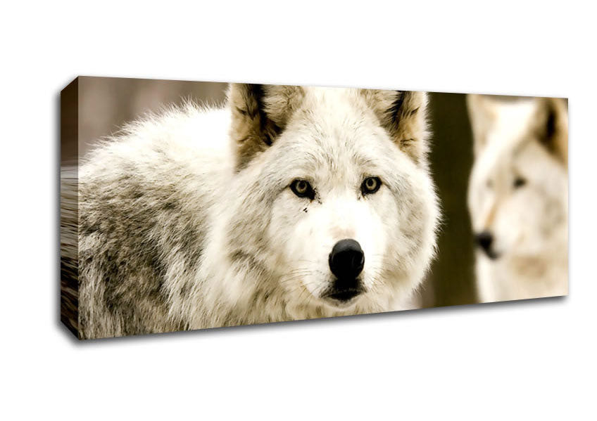Picture of White Wolf Panoramic Canvas Wall Art