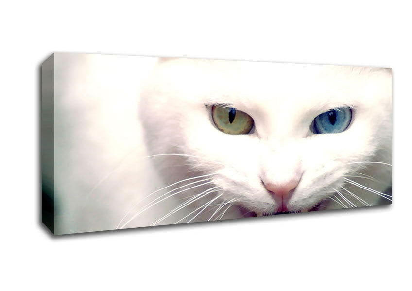 Picture of Wild White Cat Panoramic Canvas Wall Art