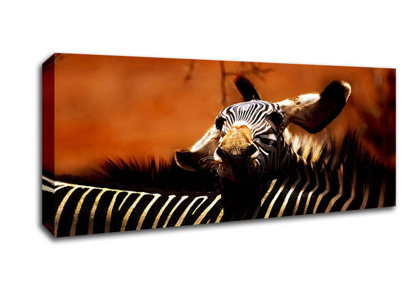 Picture of Zebra Family Love Panoramic Canvas Wall Art