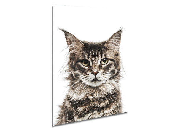Cat Face Beauty Metal Print