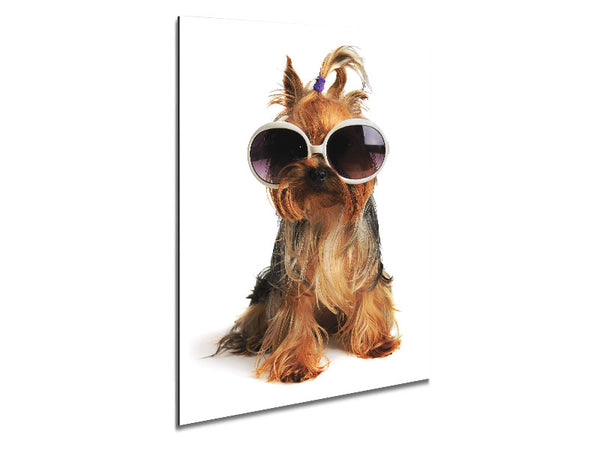 Yorkshire Terrier Dog Glamour Metal Print