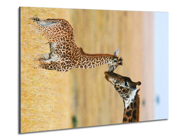 Baby Giraffe Love Metal Print