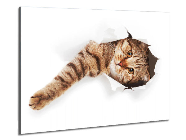 Cat Attack Metal Print